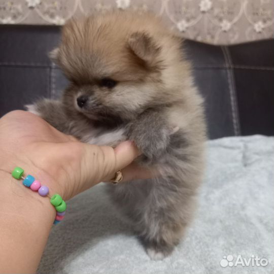 Померанский шпиц мини