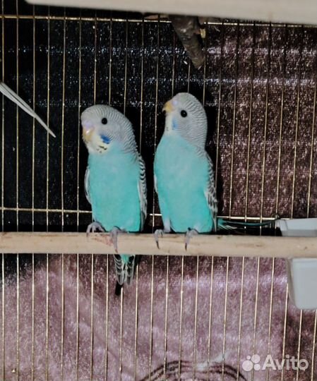 Волнистый попугай