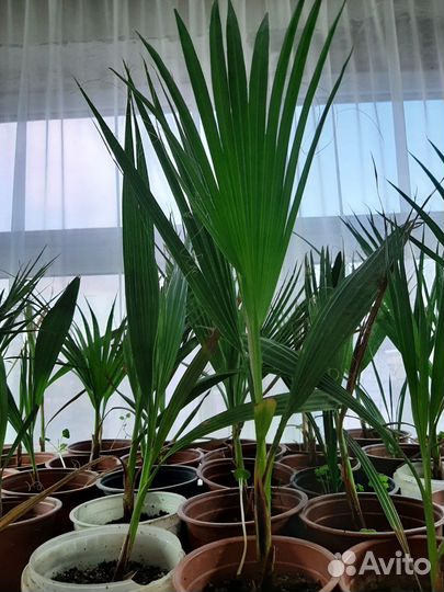 Пальма вашингтония