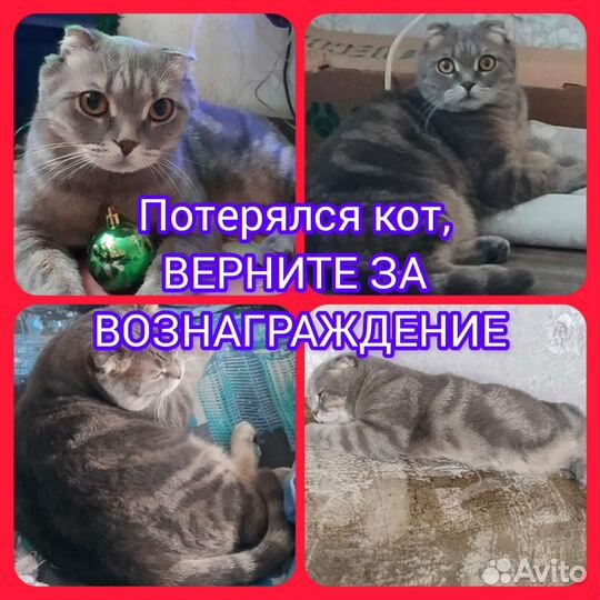 Потерялся Шотландский вислоухий кот