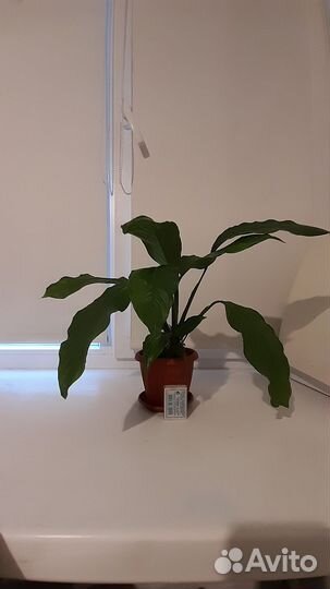 Спатифиллум