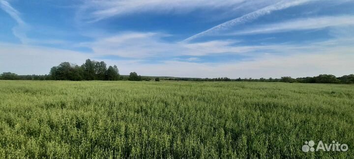 Ромашка полеваЯ