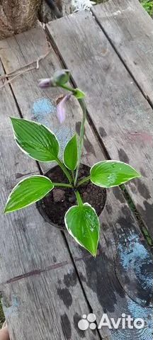 Хоста Альбомаргината