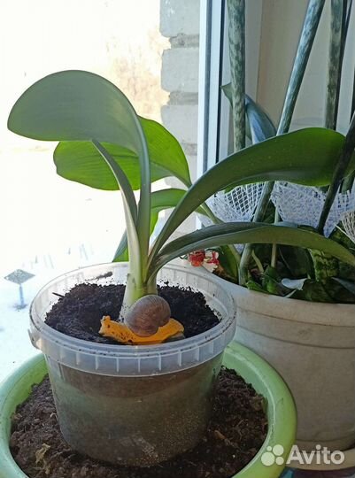 Домашние цветы