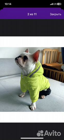 Комбинезон для собаки