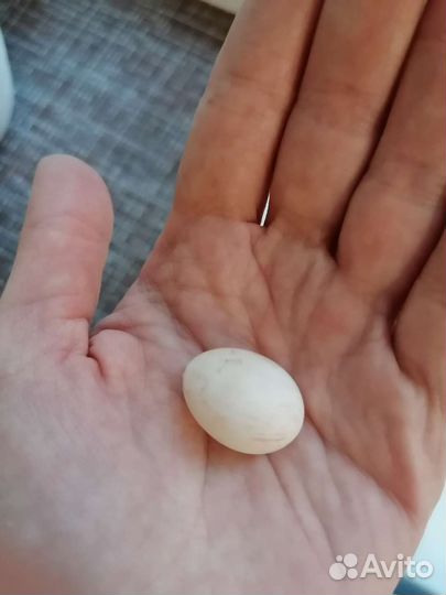 Яйцо неразлучника инкубационное