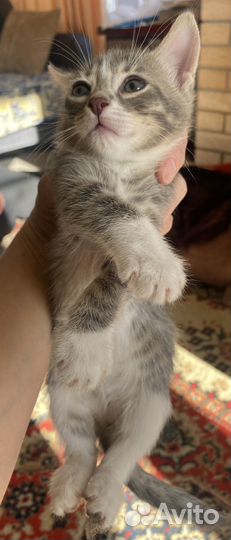 Отдам котят