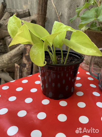 Сциндапсус неон