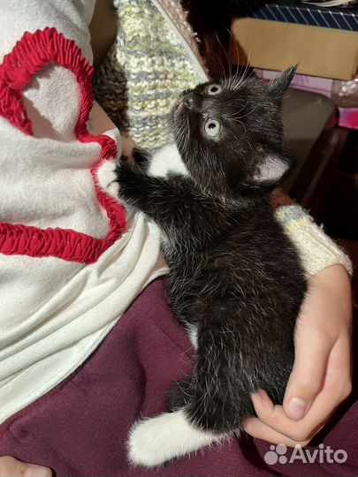 Котята черные