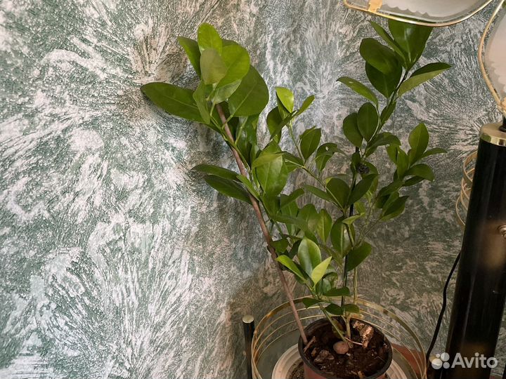 Фикус Бенджамина