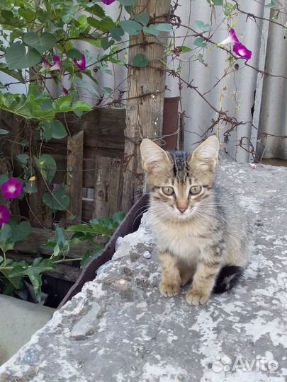 Отдать котенка в добрые руки