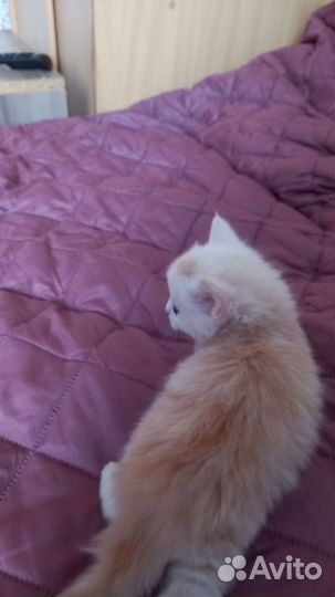 Котятки в добрые руки