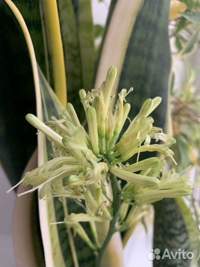Цветок Сансевиерия лауренти - Щучий хвост