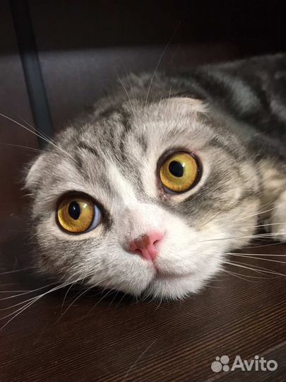 Шотландский Кот в добрые руки