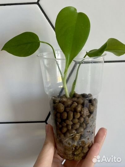 Монстера делициоза