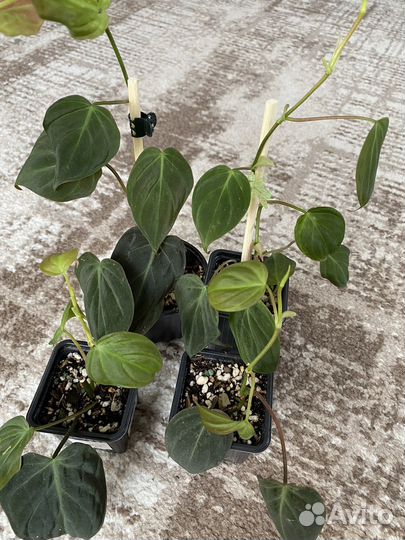 Сциндапсус и Филодендрон