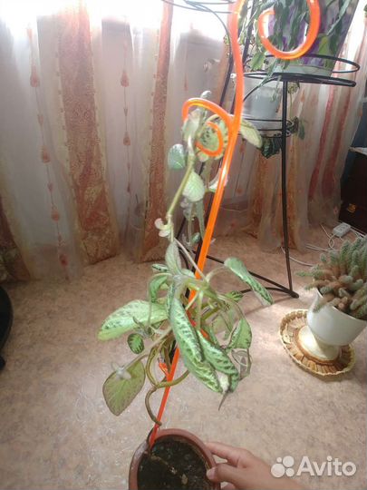 Комнатные цветы