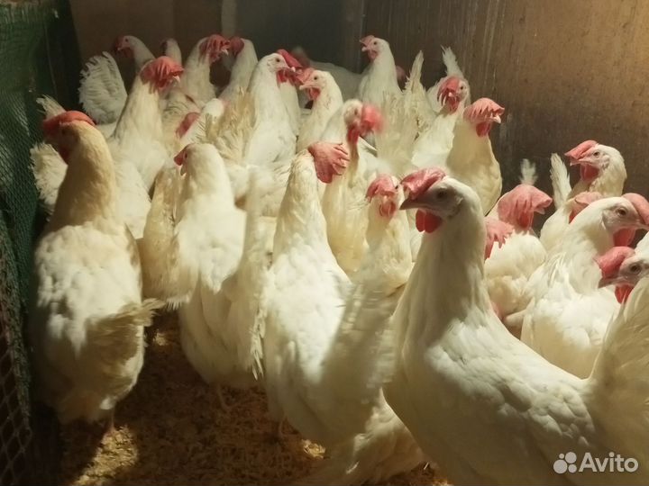 Куры несушки