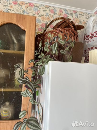 Комнатные цветы разные