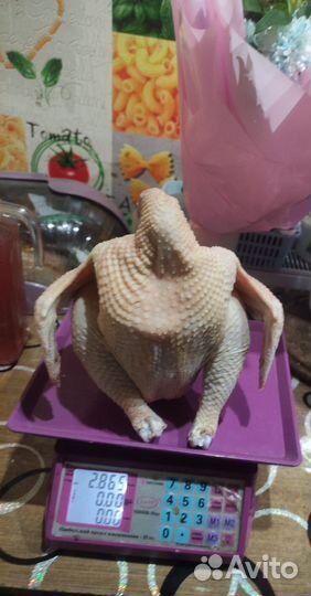 Петух домашний