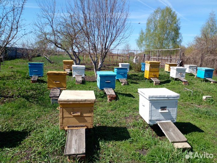 Пчелосемьи