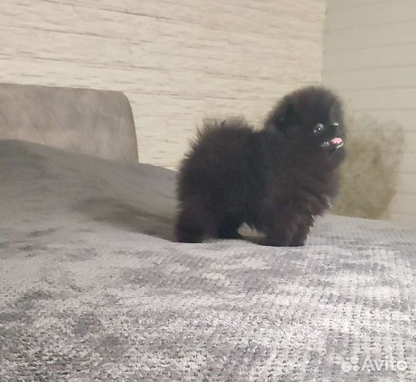 Шпиц mini мишка