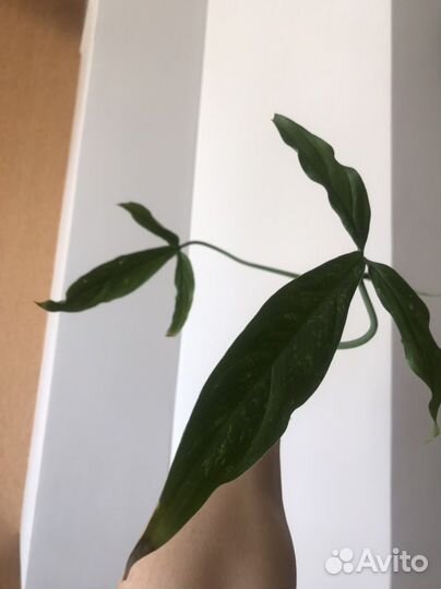 Филодендроны