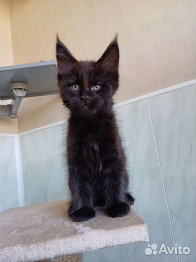 Котята мейн-кун