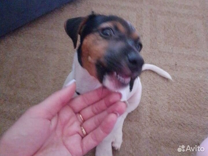 Щенки джек рассел терьер гладкошерстный