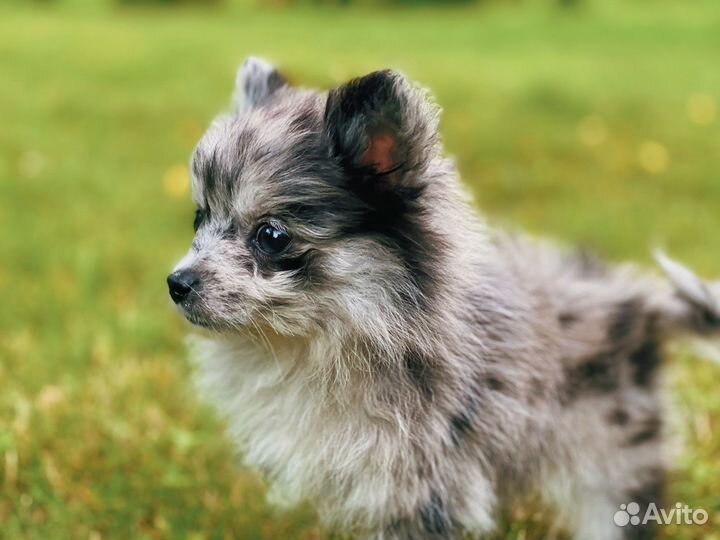 Продается щенок немецкого шпица