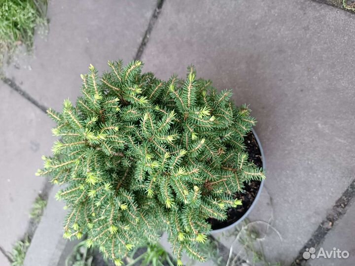 Ель нидиформис