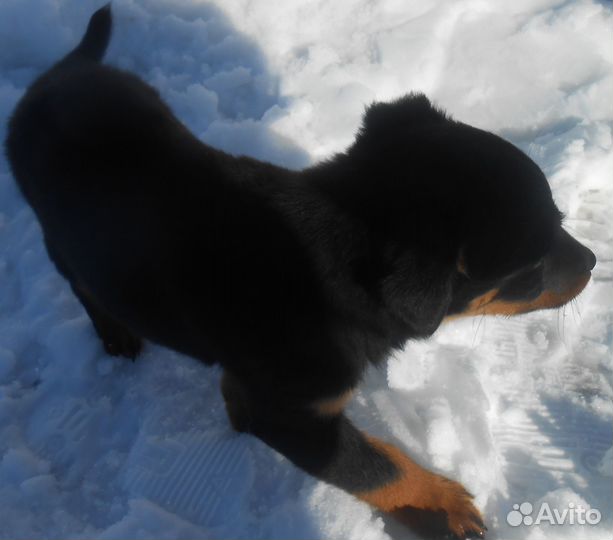 Кобели для Вязок