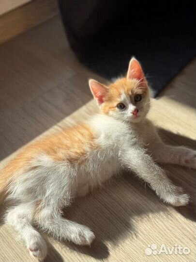 Отдам котят