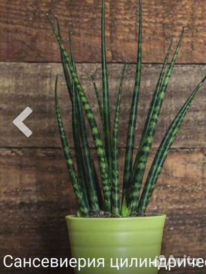 Сансеиверия цилиндрическая, комнатное растение