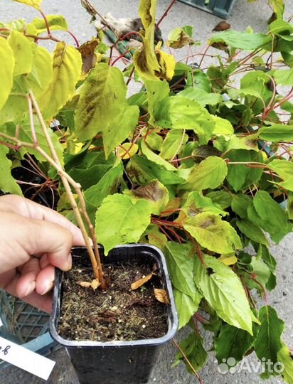 Актинидия зимующая 6 сортов-киви в горшках