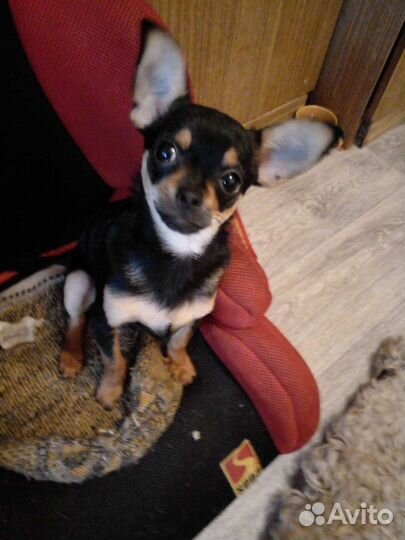 Мини той-терьер щенки