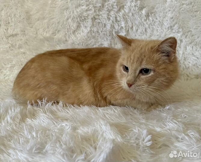 Лавашик в добрые руки