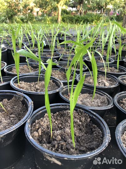 Пальма веерная