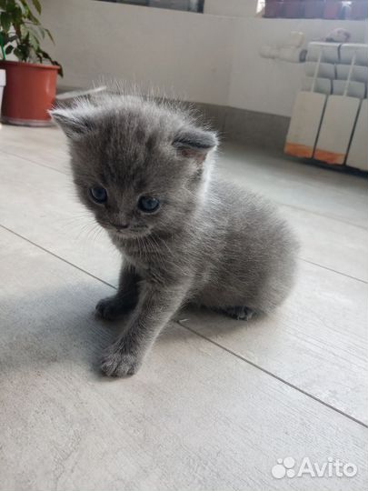 Шотландская