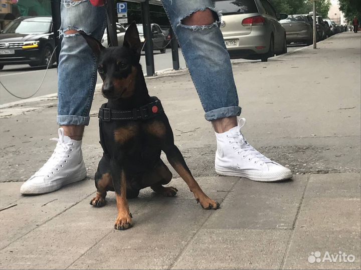 Вязка цвергпинчер