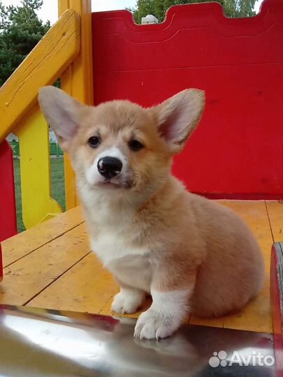 Вельш-корги пемброк