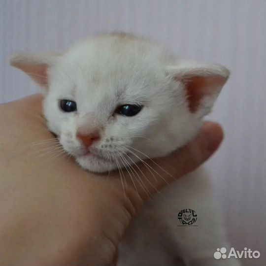 Абиссинские котята