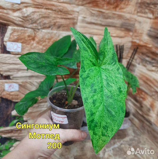 Сингониумы разные