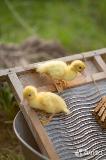 Козлёнок олененок в аренду для фото и праздника