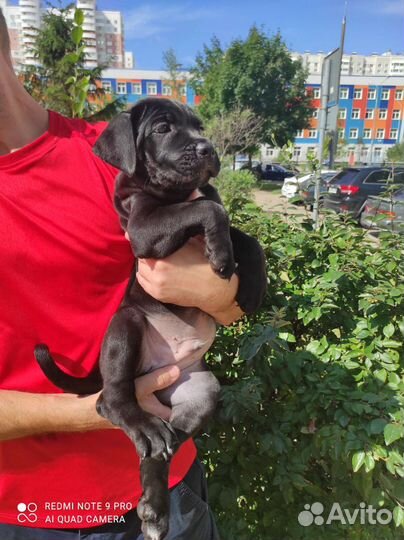 Щенки Кане Корсо