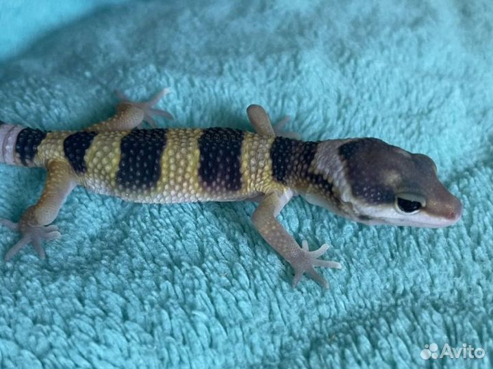 Эублефар 2023