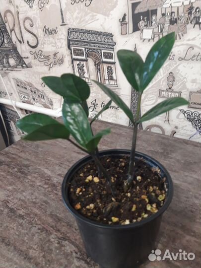 Замиокулькас