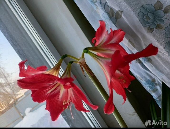 Комнатные растения цветы