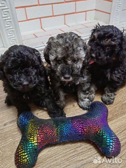 Карликовый пудель