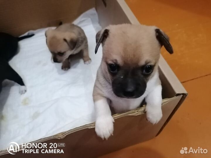 Щенки чихуахуа